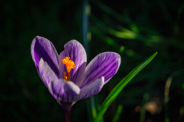 Fototapeta premium Closeup on beautiful purple Crocus flowers with orange pistil and stamens, blurred background, in Phoenix Park, Dublin, Ireland