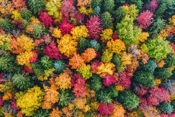 Aerial view of vibrant autumn forest with colorful foliage and lush green trees Generative AI
