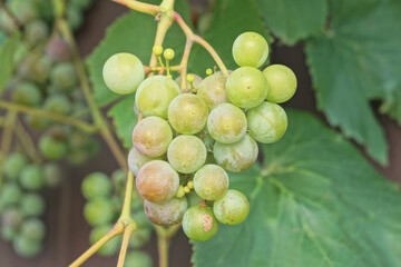 branch with green grapes among large leaves in a summer garden