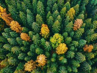 Fototapeta premium Aerial view of vibrant autumn forest with colorful foliage and lush green trees Generative AI