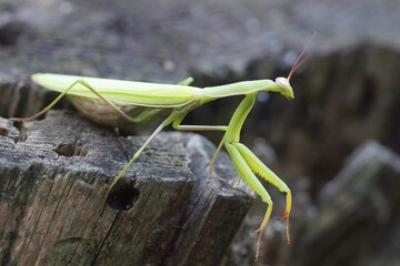 one big green insect female praying mantis sits on a gray wooden stump in nature