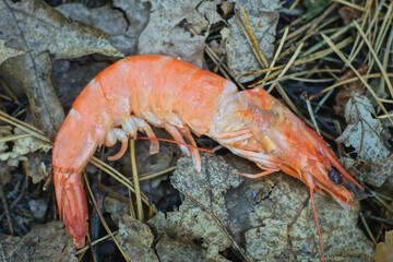 food from one red big sea shrimp lies on gray leaves on the ground outside