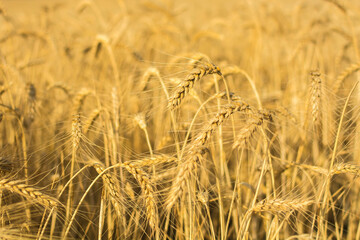 Wheat field