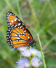 Close up of a beautiful Monarch Butterfly on a spring morning