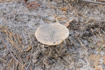 one big brown toadstool mushroom grows in gray sand outdoors in a summer forest
