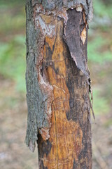 part of a sick one old brown pine with dry fallen bark in the forest