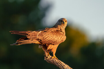 Black kite (Milvus migrans) on a log at sunrise