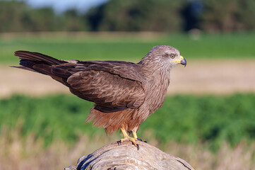 Black kite (Milvus migrans) on a log