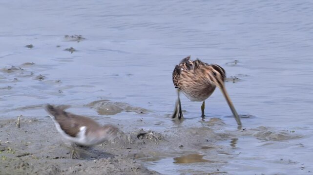 Common snipe (Gallinago gallinago) foraging in shallow water and common sandpiper passing by at mudflat along the North Sea coast in summer