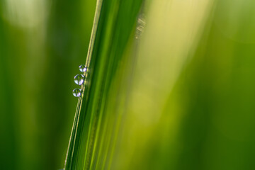 輝く水玉