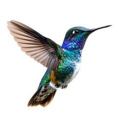 Fototapeta premium A vibrant hummingbird with iridescent green and blue feathers hovers mid-flight, its wings spread wide, against a white background.