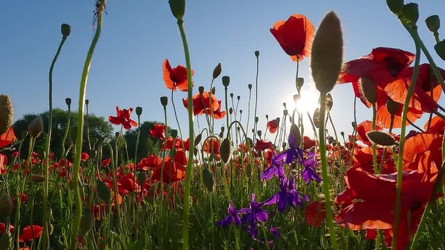 Blooming red poppy flowers on green meadow. Amezing summer view of poppies against deep blue sky background. Beauty of countryside concept background. 4K video (Ultra High Definition).
