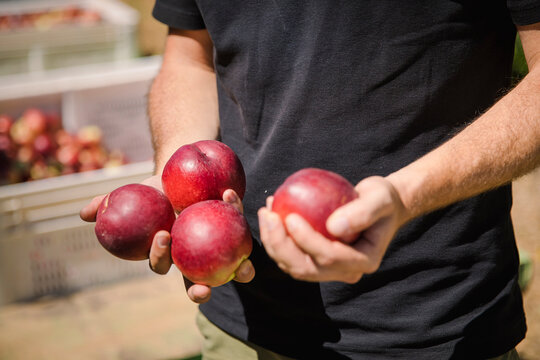 Close-up of a man's hands choosing freshly picked nectarines from the tree