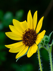 Beautiful yellow flower up close with details 