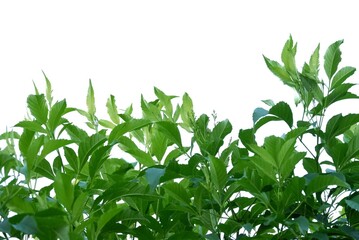 A tropical flower tree with leaves and branches on white isolated background for green foliage backdrop 
