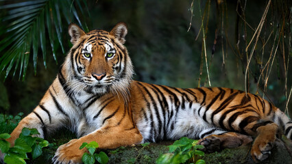 Obraz premium Bengal tiger in jungle 