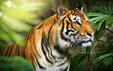 Bengal tiger in jungle 