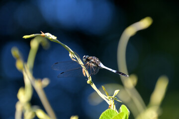 タンキリマメの蔓にとまったシオカラトンボ