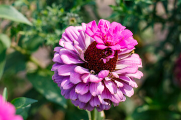 Macro photo of a beautiful flower Zinnia elegans