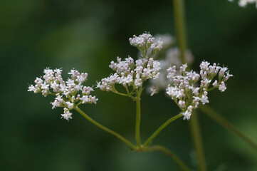 Valerian flower (Valeriana officinalis) flowers in the garden, close up