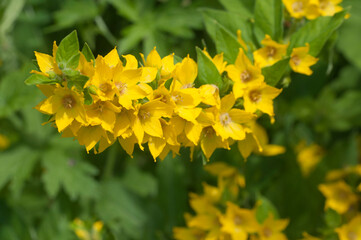 Close up of dotted loosestrife (lysimachia punctata) in bloom