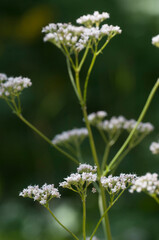 Valerian flower (Valeriana officinalis) flowers in the garden, close up shot
