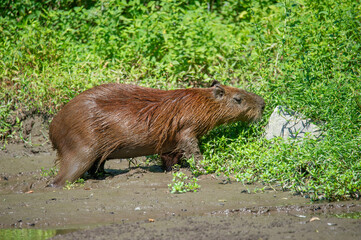 A capybara steps out of a puddle (idrochèro or Hydrochoerus hydrochaeris Linnaeus)