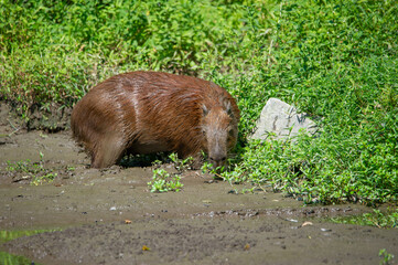 A capybara steps out of a puddle (idrochèro or Hydrochoerus hydrochaeris Linnaeus)