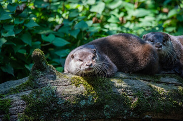 An otter lying down outside its den.