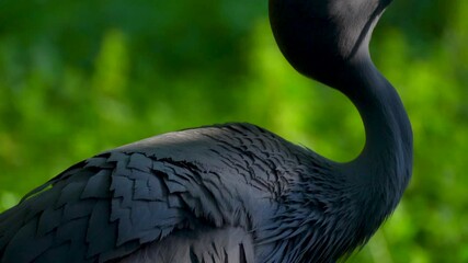 blue crane in the park