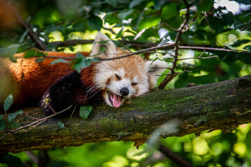 The red panda on a tree