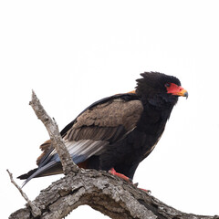 a Bateleur eagle perched in a dead tree