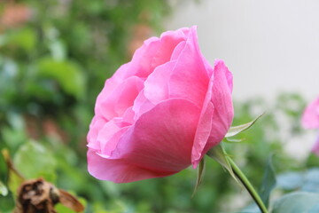 pink rose in garden