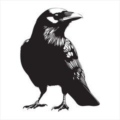 raven on a white background