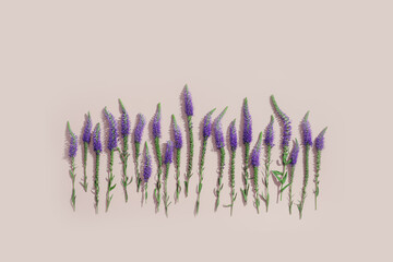 Wildflower minimal pattern of Purple violet flowers Veronica longifolia with green leaves on pastel pink background, minimal aesthetic floral flat lay photo. Beautiful nature still life