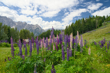 Field full of lupines on an alpine meadow in Austria