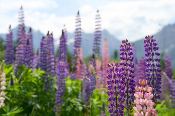 Field full of lupines on an alpine meadow in Austria