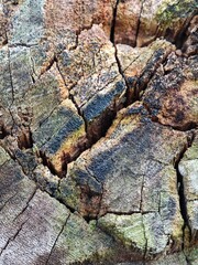 Closeup on tree bark , there is visible the wood pattern 