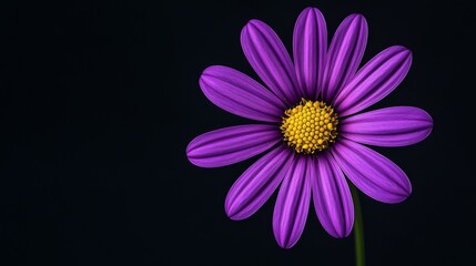Obraz premium A single bright purple daisy in full bloom, spreading vibrant colors on a simple background. The vibrant petals of a single blooming flower highlight the delicate beauty and uniqueness of the flower.