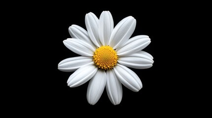 A single bright white daisy in full bloom, spreading vibrant colors on a simple background. The vibrant petals of a single blooming flower highlight the delicate beauty and uniqueness of the flower.