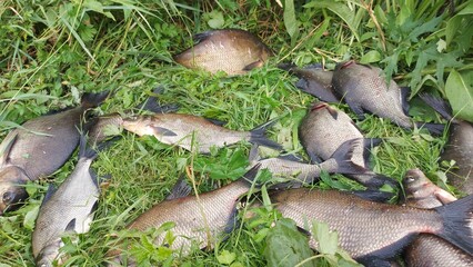 Freshwater fish bream was caught by a fisherman in the river in Latvia, fish covered on grass.
