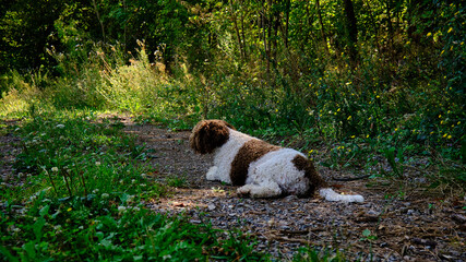 Dog Lagotto in the park