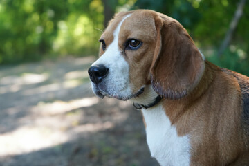 Beagle dog portrait in the forest 