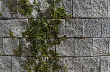 A small plant is growing in a patch of moss on a rock. The plant is small and delicate, and it seems to be thriving in the damp environment