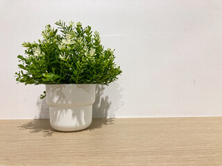 plant in the pot on the white background