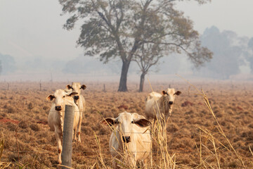 Pequeno rebanho de gado no pasto seco em um dia enfumaçado por causa de queimadas no Brasil.