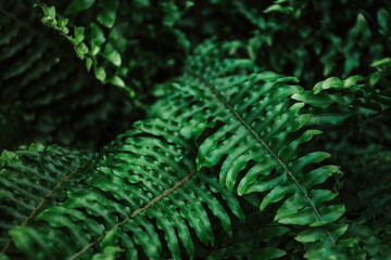 Close-Up Of Green Fern Leaves In Nature