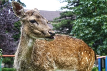 Daim à son état naturel