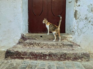 Cat is relaxing on the doorstep of the house. Cat resting in the sun. Tetouan town, Morocco. Medina...