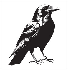 crow on a white background
